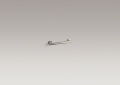 Kohler 11891-BN 12" Grab Bar